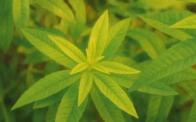 Culture de la verveine